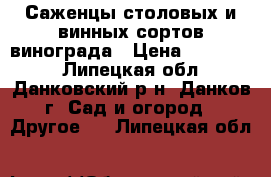 Саженцы столовых и винных сортов винограда › Цена ­ 200-500 - Липецкая обл., Данковский р-н, Данков г. Сад и огород » Другое   . Липецкая обл.